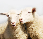 Men's Premium Cashmere Blend Sweater Chunky Knit Mock Neck Pullover Winter Warm Relaxed Fit Knitwear | JW-039