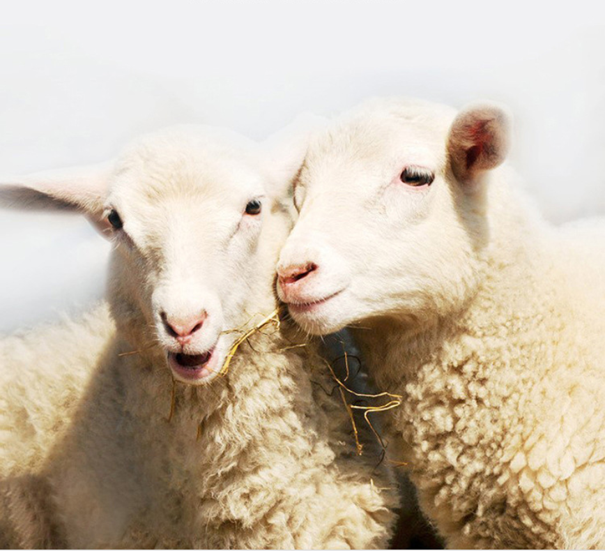 Men's Premium Cashmere Blend Sweater Chunky Knit Mock Neck Pullover Winter Warm Relaxed Fit Knitwear | JW-039